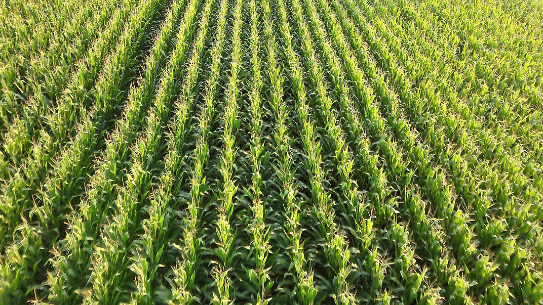 Maize fields